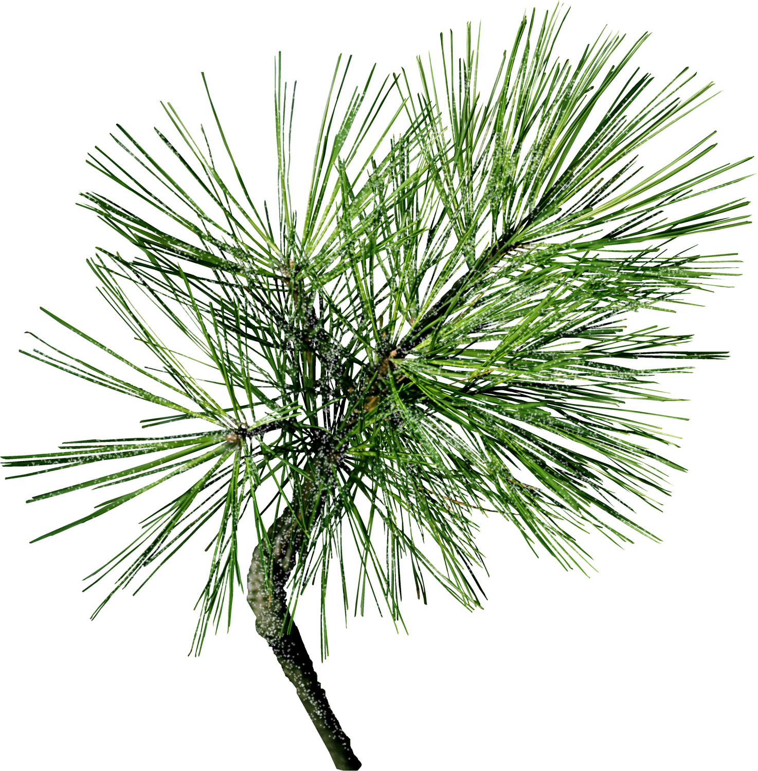 Machine Embroidery, Machine Embroidery Designs, In - Pine (1474x1500), Png Download