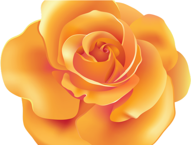 Download Spain Clipart Beauty And The Beast Rose Orange Rose Clipart Png Png Image With No Background Pngkey Com
