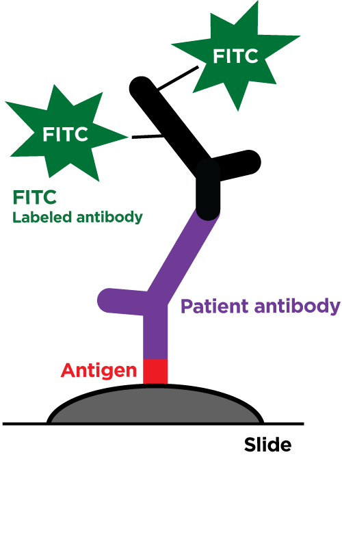 Indirect Ifa - Paymentsense (500x785), Png Download
