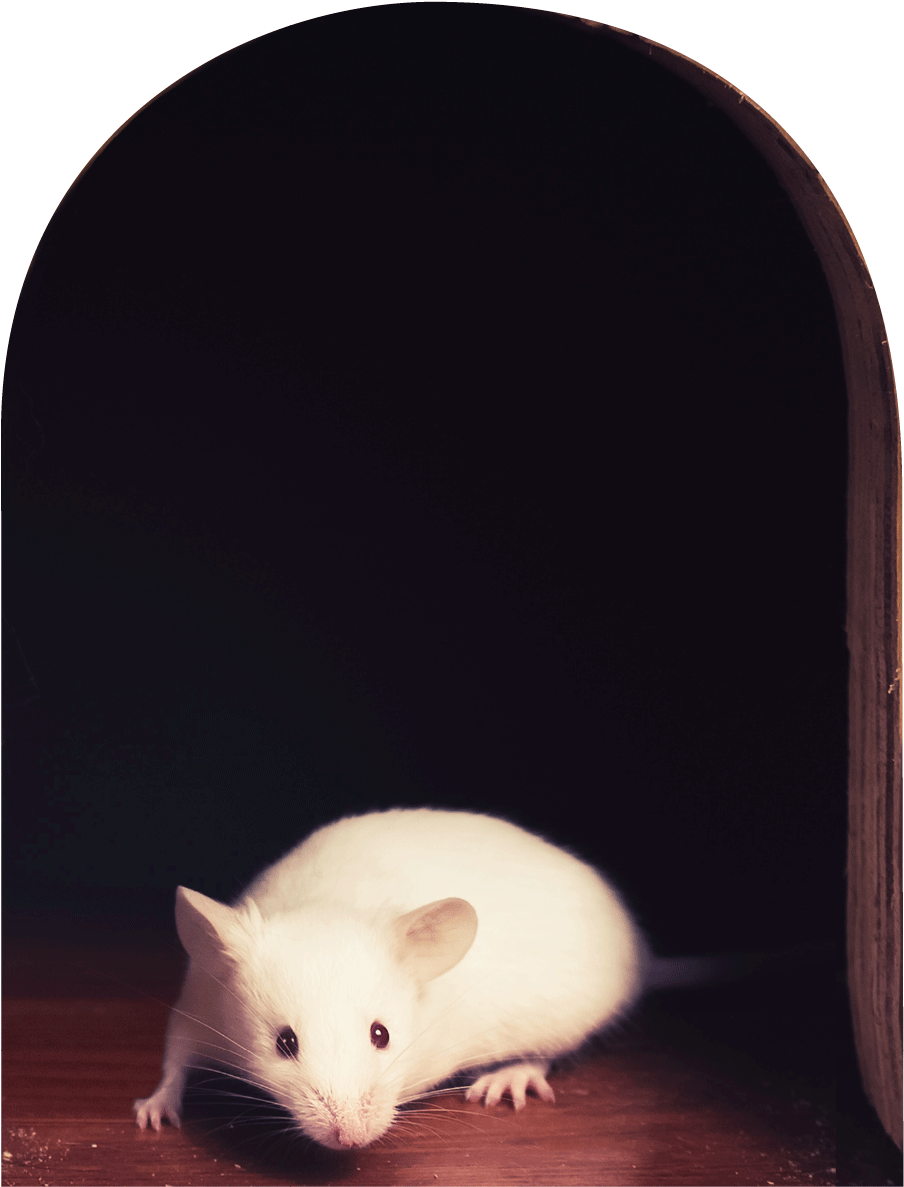 Sticker Trompe L Oeil Trou De Souris Et La Souris Blanche - Rat (1200x1200), Png Download