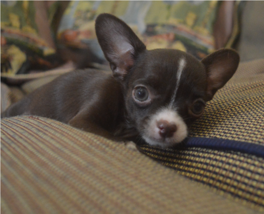 600$ Chihuahua For Sale, Chihuahua Puppies, Chihuahuas, - Chihuahua (840x840), Png Download