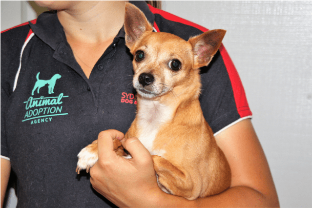 Donate To Petrescue (638x638), Png Download