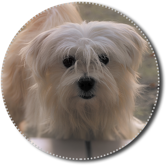 Chihuahua, Hybrid, Png, White, Move, Dog, Animal, Pet - Mal-shi (720x720), Png Download