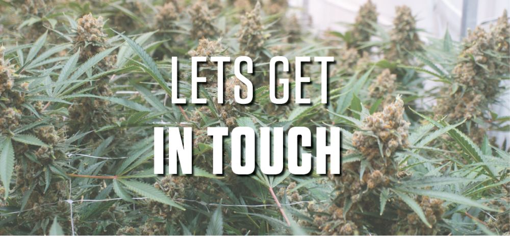 Roy Contact-header - Pine (1000x463), Png Download