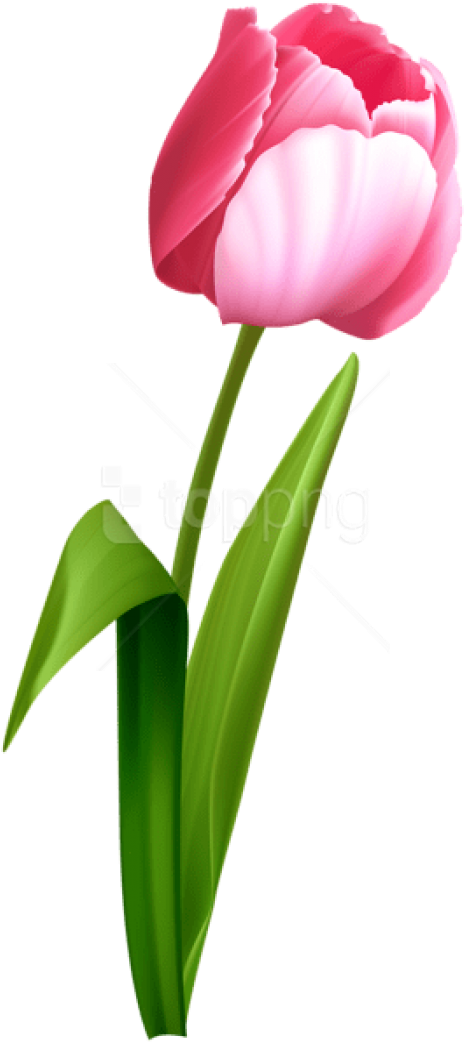 Free Png Download Pink Tulip Png Images Background - Transparent Background Tulip Clip Art (480x1052), Png Download