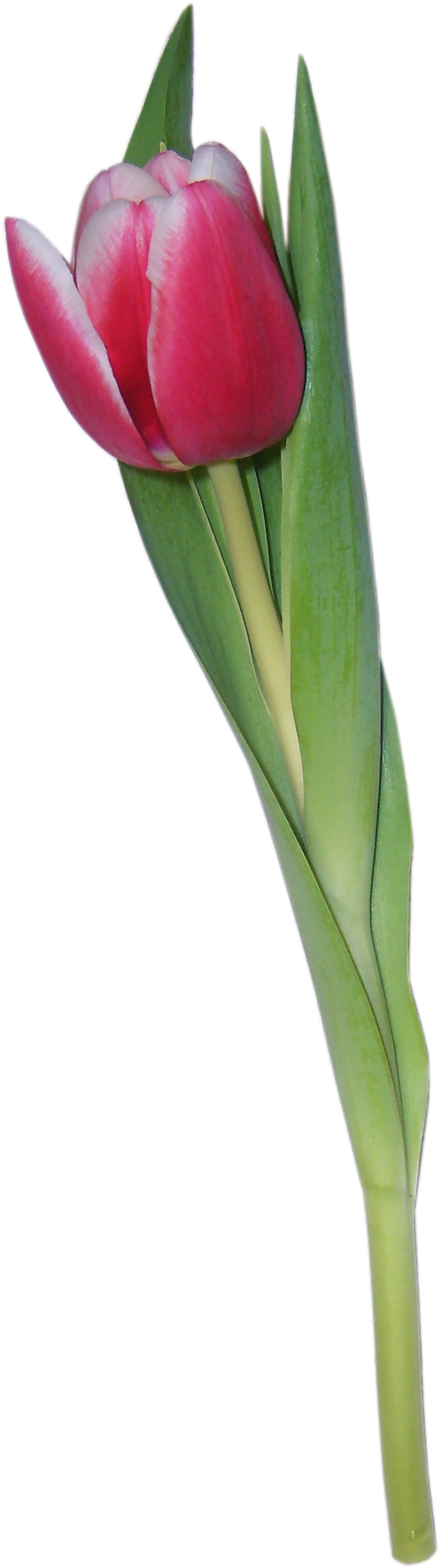Tulip (816x2422), Png Download