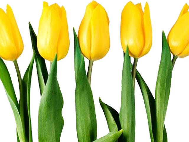 Yellow Tulip Transparent Background (640x480), Png Download