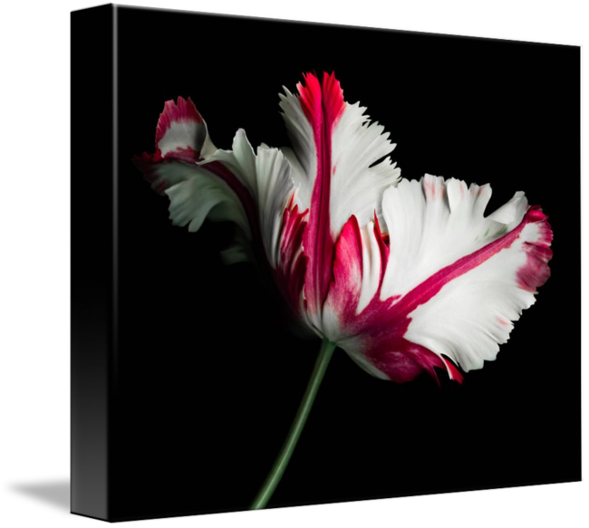 Red And White Parrot By Oscar Gutierrez - Red And White Parrot Tulip (650x583), Png Download