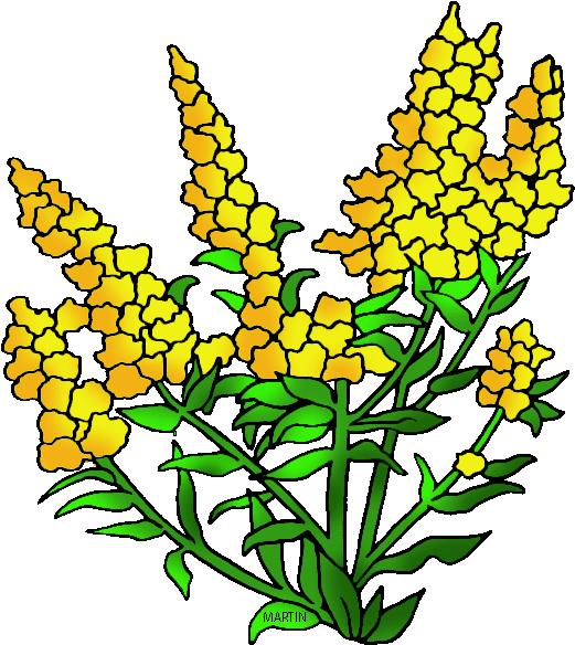 United States Clip Art By Phillip Martin, State Flower - Nebraska State Flower Clipart (578x648), Png Download