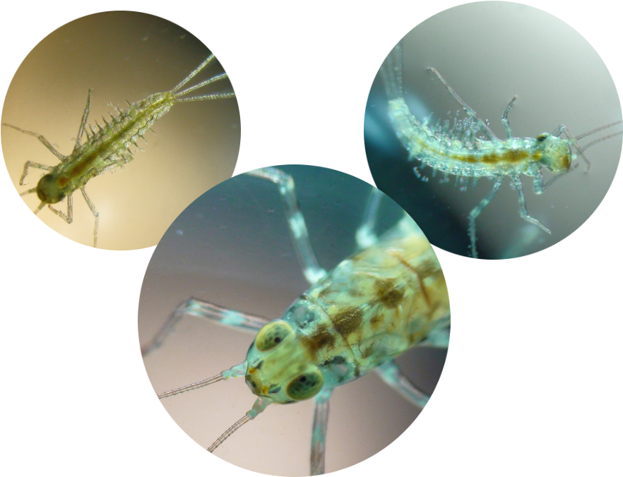Plankton - Net-winged Insects (900x750), Png Download
