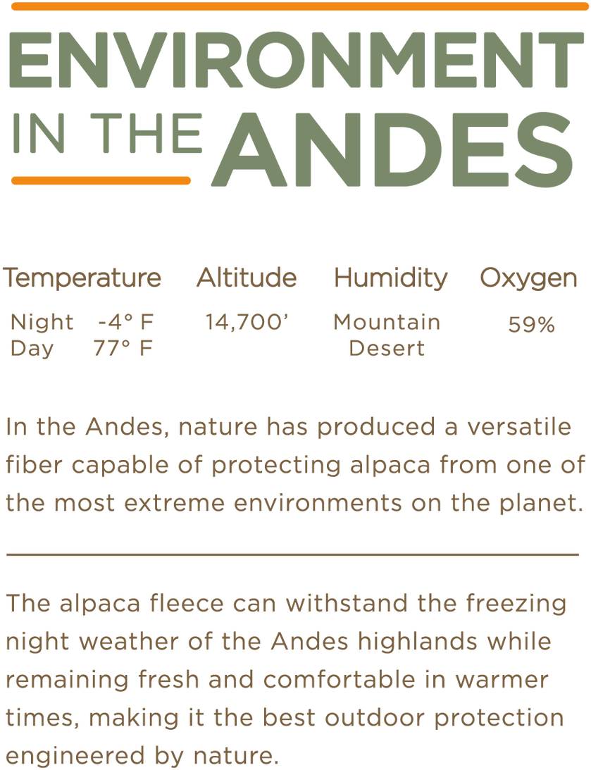 Once You Go Alpaca, - Poster (978x1399), Png Download