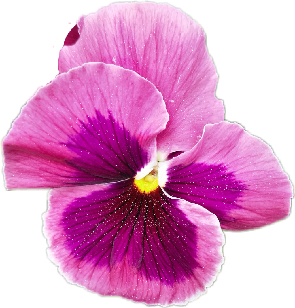 Balloon Sticker - Pansy (1024x1070), Png Download