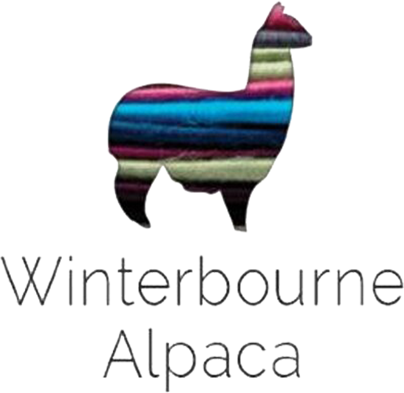 Bufflehead (800x800), Png Download