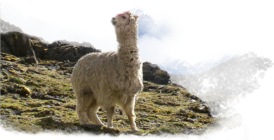 Hundreds Of Years Ago, In The Heights Of Peru, The - Llama (960x540), Png Download