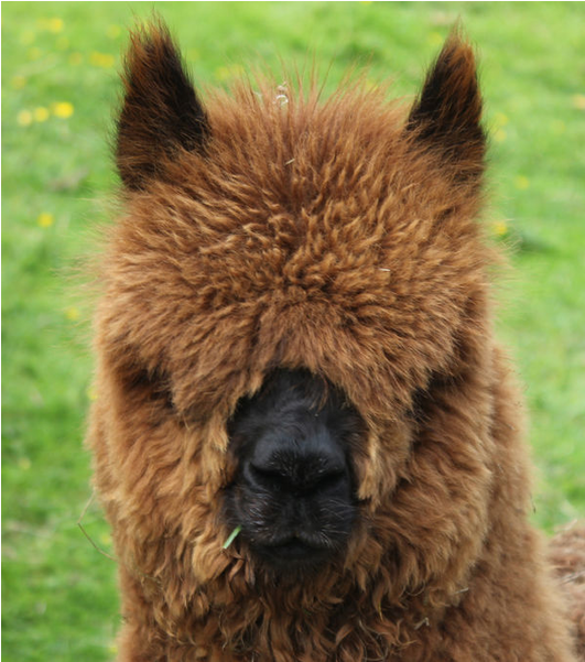 Little Lucy In Full Fleece Just Before Shearing - Alpaca (800x600), Png Download