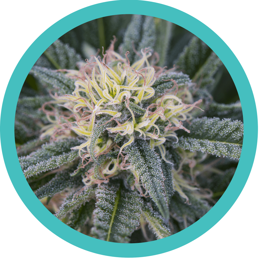 One Marijuana Plant Medical Marijuana Card - Cannabis Art Deep 3d Photography Lenticular Imaging (1000x1000), Png Download