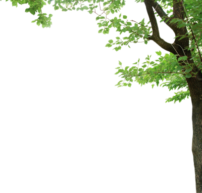 Tree Corner Psd - Kate 5x7ft (150x210cm) Easter Photo Studio Background (400x381), Png Download