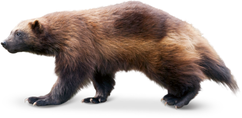 Tierpark Hellabrunn - Wolverine Animal Transparent (800x391), Png Download