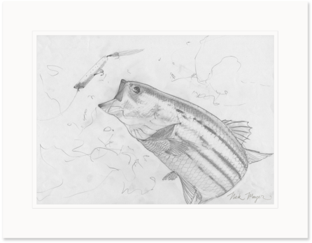 Banner Free Jellyfish Study Original Sketch - Drawing (480x369), Png Download