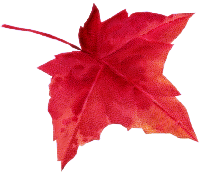 Autumn Leaves - Лист Клена Осень (637x549), Png Download