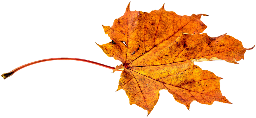 Autumn, Leaves, Leaf, Png, Transparent, Fall Color - Transparent Autumn Leaf (960x640), Png Download