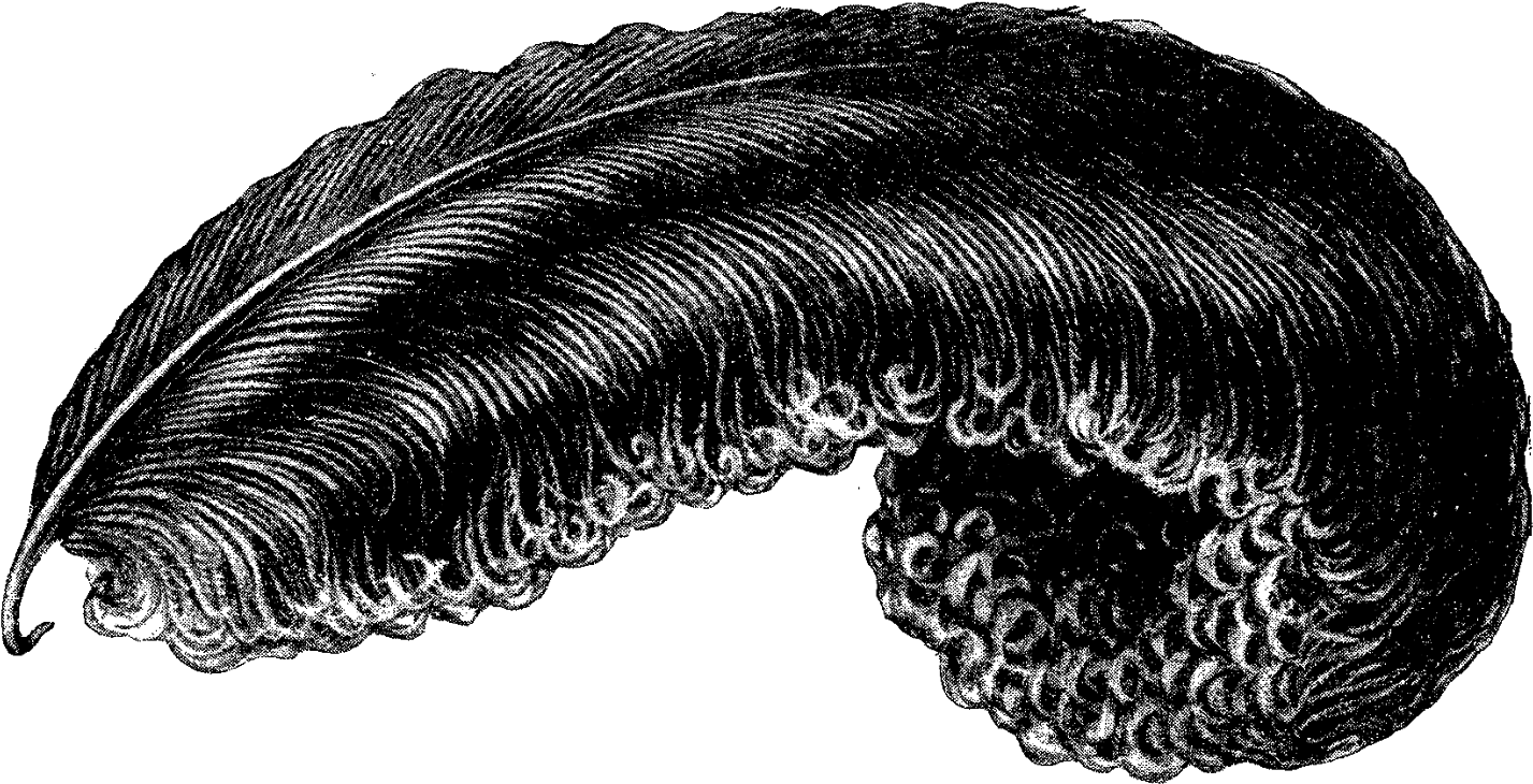 Downloads - Ostrich Feather Clipart (1600x894), Png Download
