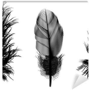 Three Black Feathers Illustration Wall Mural • Pixers® - Czarne Pióro (400x400), Png Download