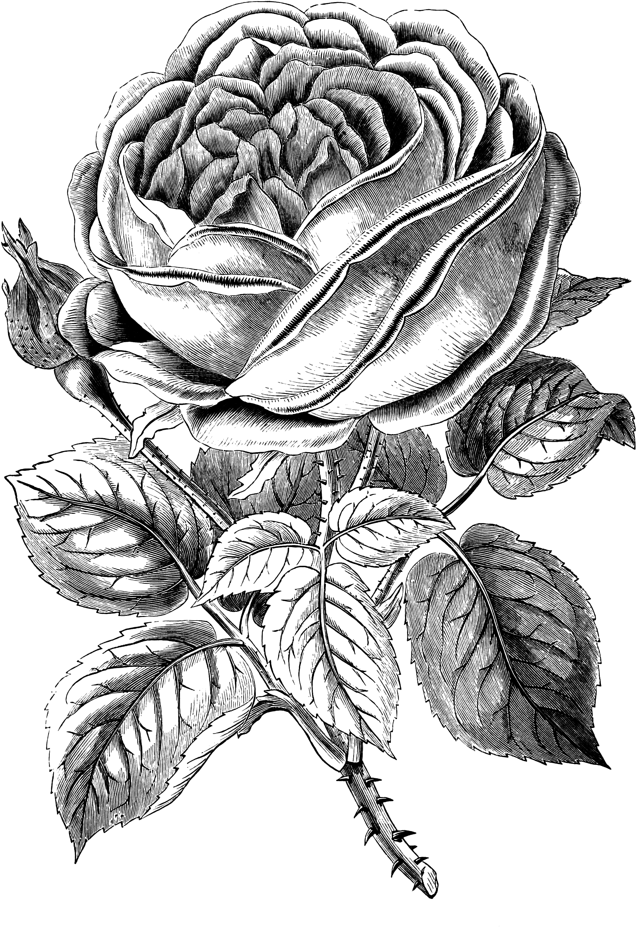 Jpeg Download (2148x3128), Png Download