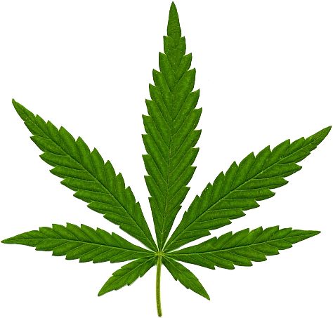 Cannabis Transparent Png Image - Cannabis .png (474x453), Png Download
