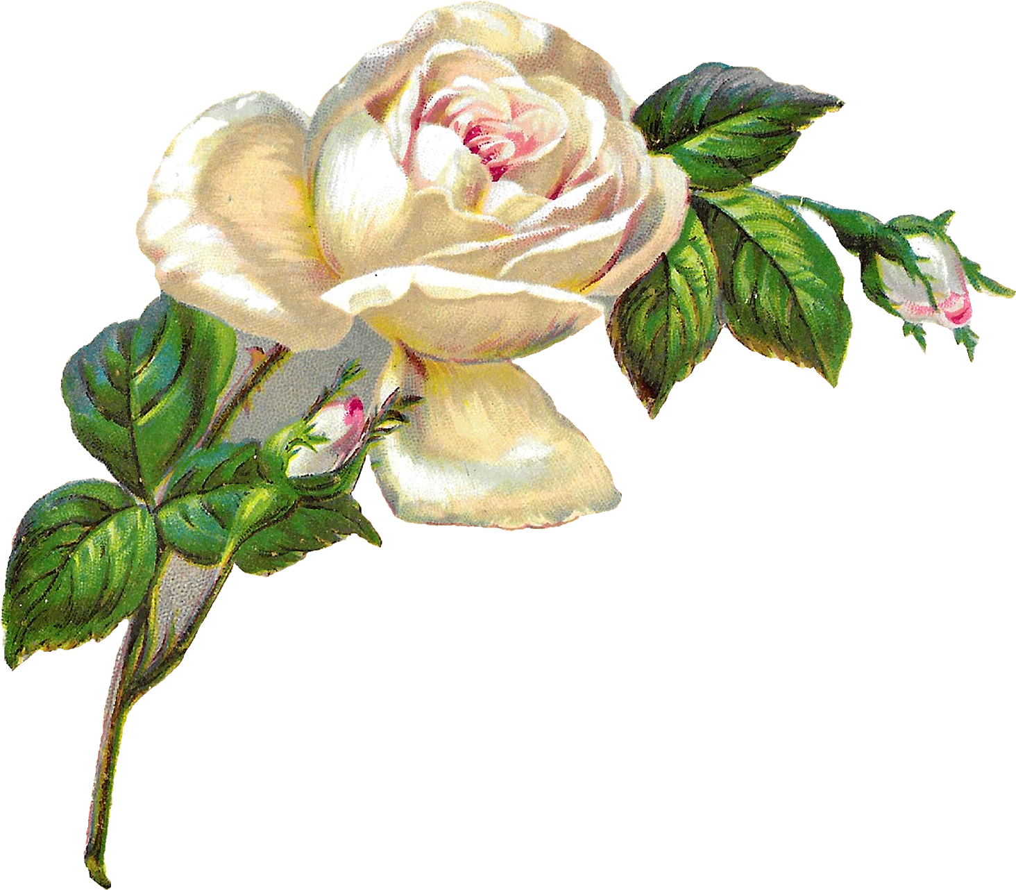 White Rose Shabby Chic Flower Image Clip Art Banner - White Roses Clip Art (1600x1424), Png Download