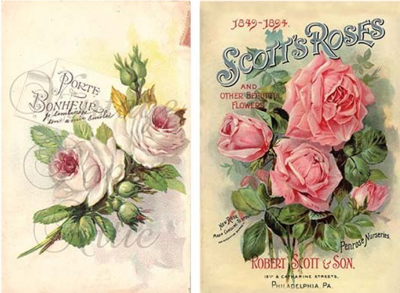 Advertisement For Roses (800x800), Png Download