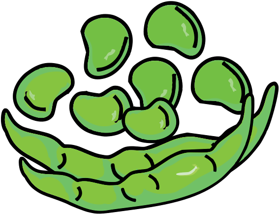 Broad Bean - Broad Bean Icon Png (566x800), Png Download