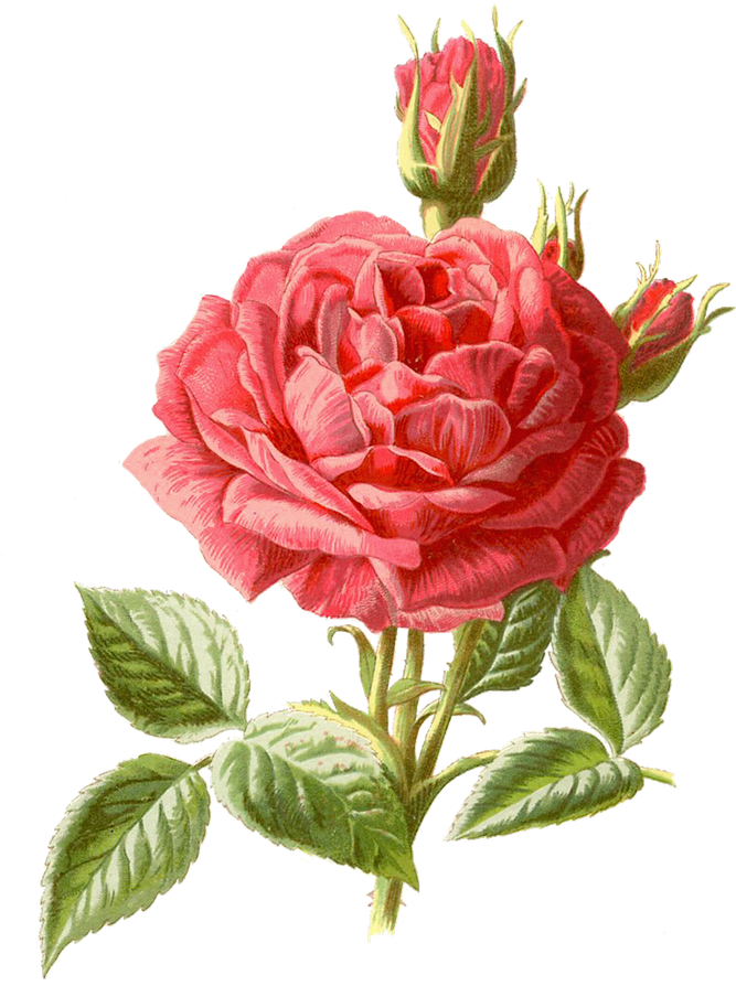 Pattern Cross Stitch Flower (670x909), Png Download