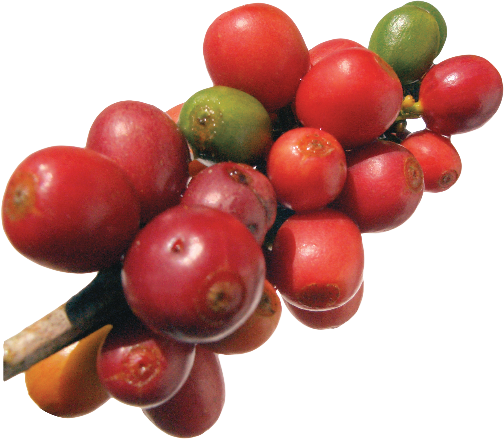 Coffee Bean Png (2109x1728), Png Download