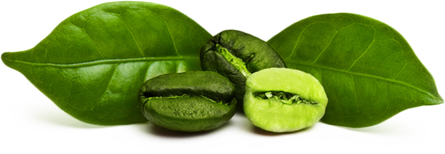 Green Coffee Bean Png Download - Green Coffee Bean Png (645x224), Png Download