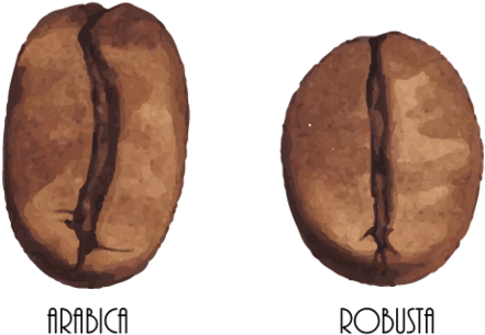 Coffee Bean Types - Granos De Cafe Arabica Y Robusta (480x317), Png Download