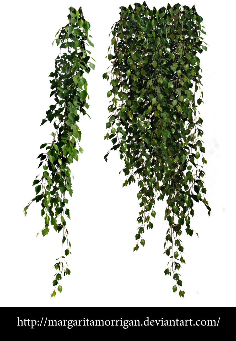 Birch Leaves By Margarita-morrigan - Cottingley Secret: A Novel (900x1302), Png Download