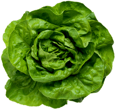 Lettuce Png Transparent (400x400), Png Download