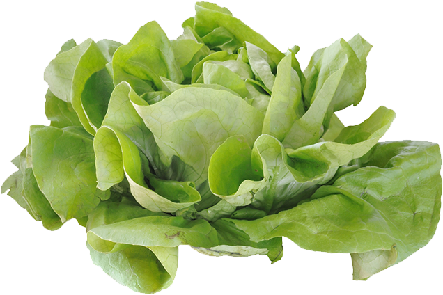 Jpg Free Stock Cabbage Romaine Computer File Pictures - Ensalada De Lechuga Png (700x500), Png Download