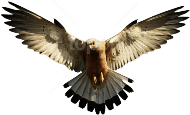 Free Png Images - Eagle Png (850x577), Png Download