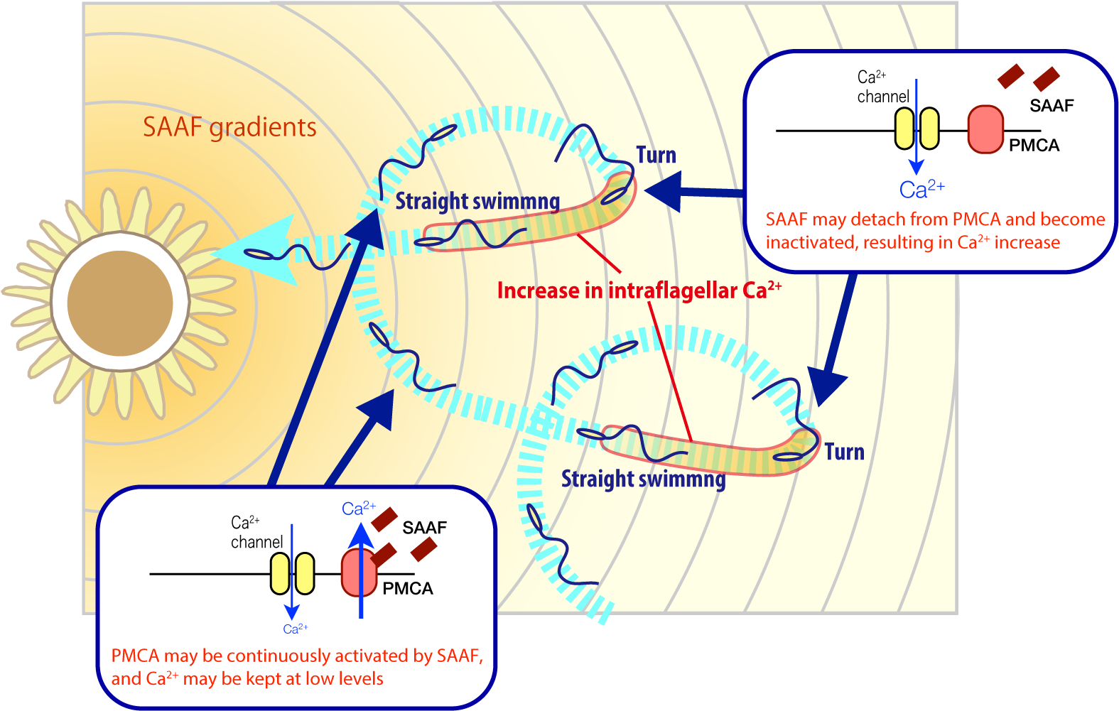 A Diagram Showing The Trajectory Of Sperm Cells (1632x1107), Png Download