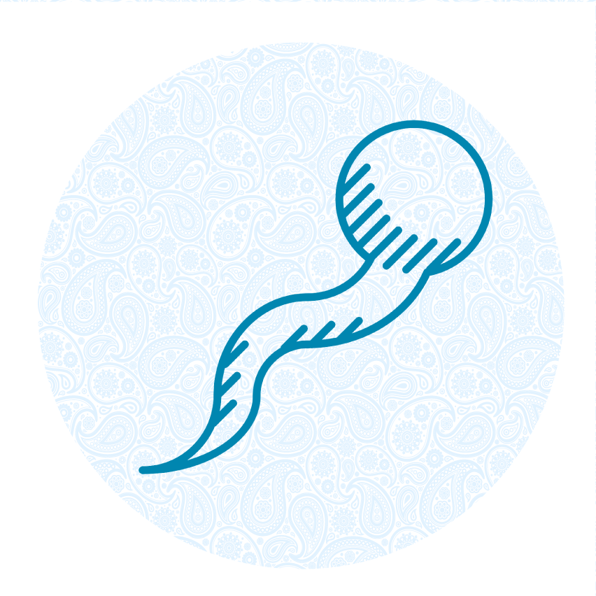 Helps Sperm Quality - Illustration (852x852), Png Download