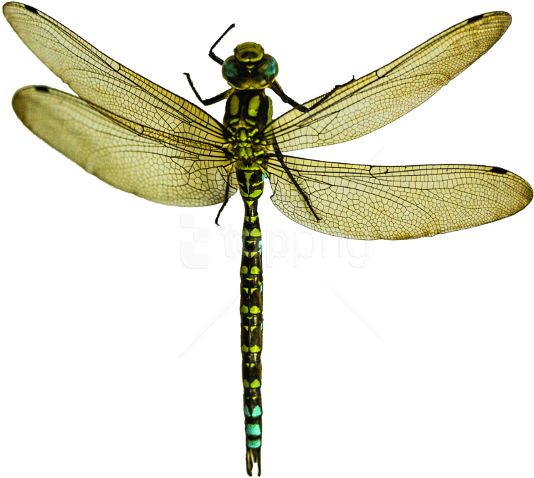 Free Png Download Dragonfly Png Images Background Png - Dragonfly Png (850x774), Png Download