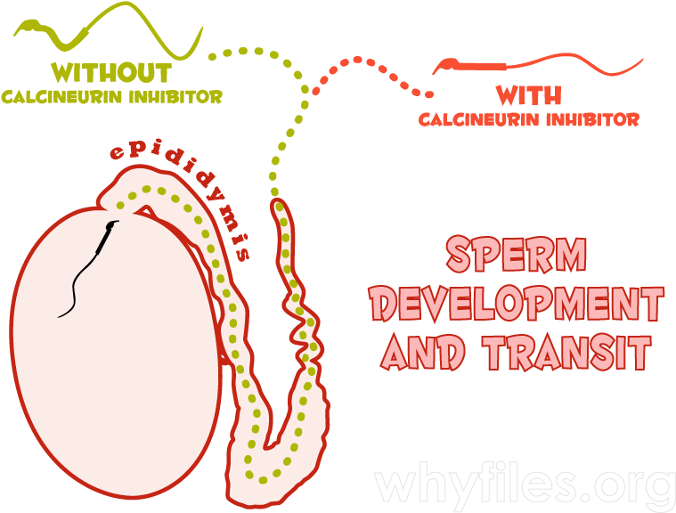 Diagram Of The Testis And Epididymis Illustrating How - Diagram (800x600), Png Download