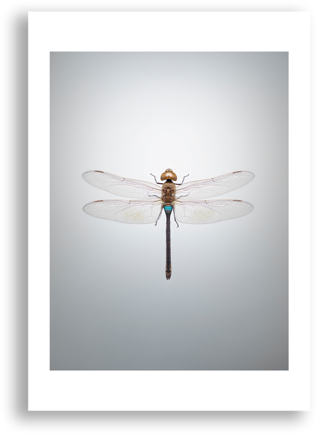 Net-winged Insects (1000x1000), Png Download