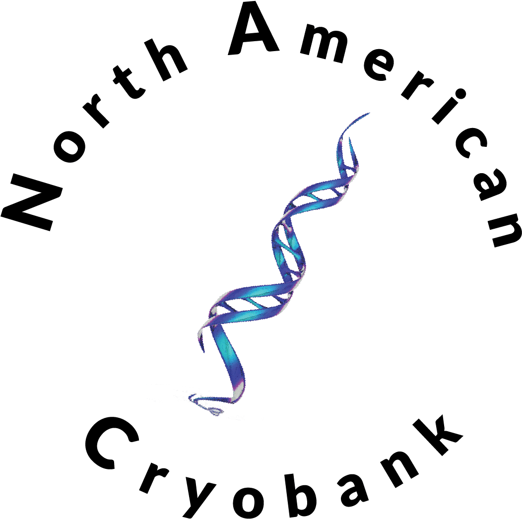 Calligraphy (1200x1188), Png Download