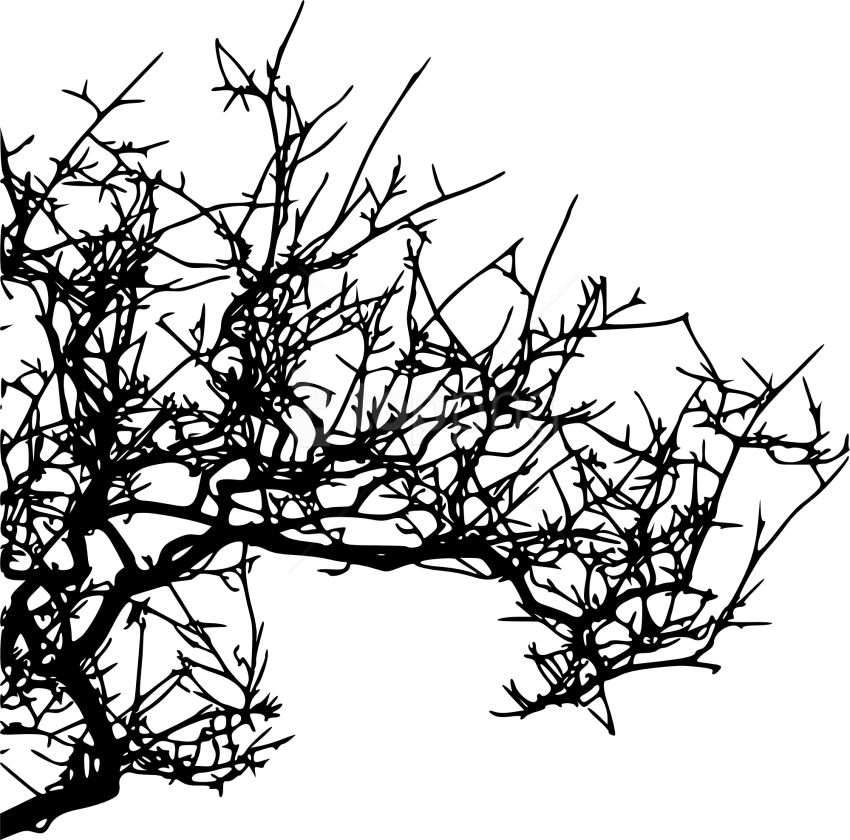 Free Png Tree Branch Png Images Transparent - Twig (850x840), Png Download