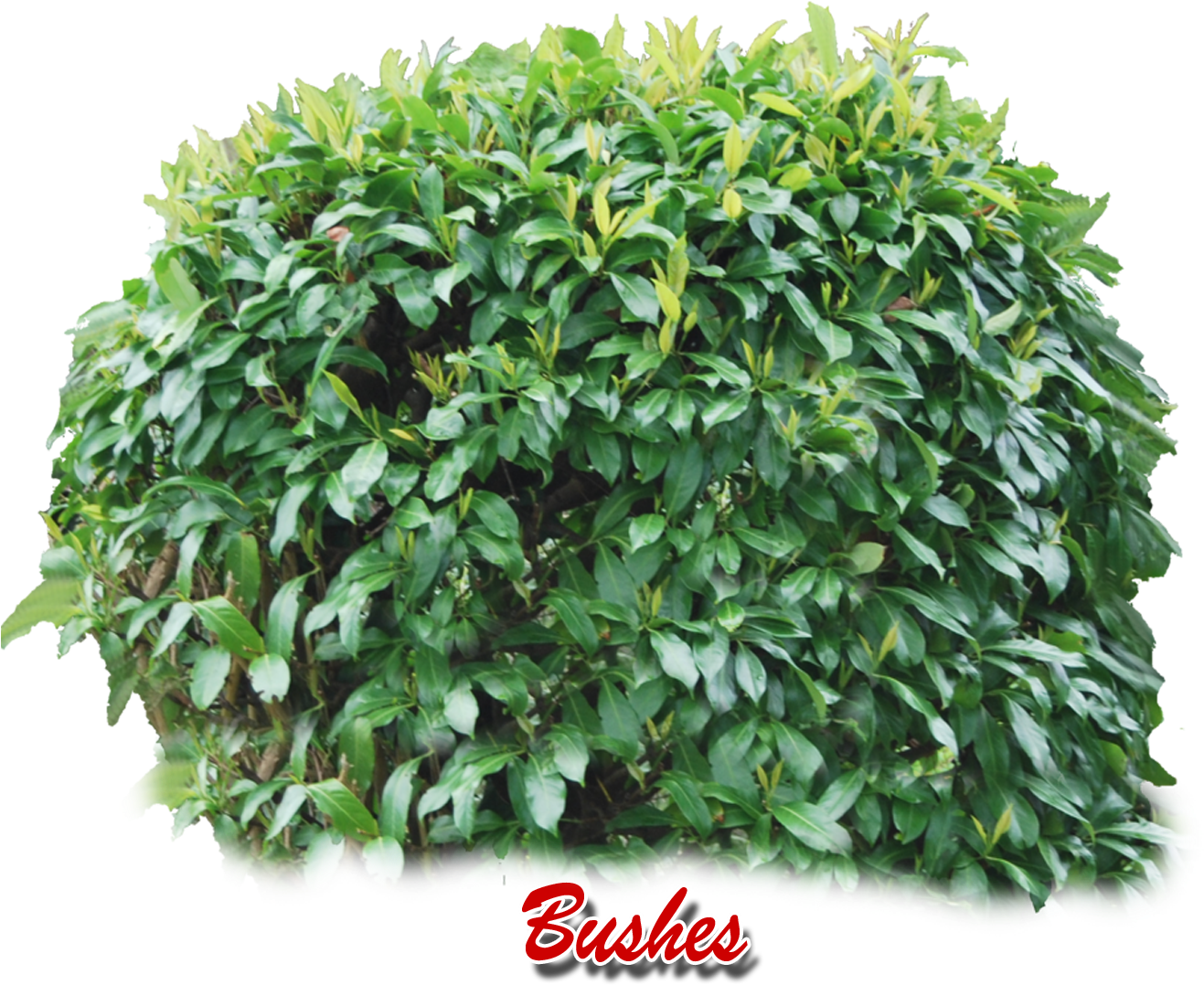 Shrubs Png - Bush Png (1354x1173), Png Download