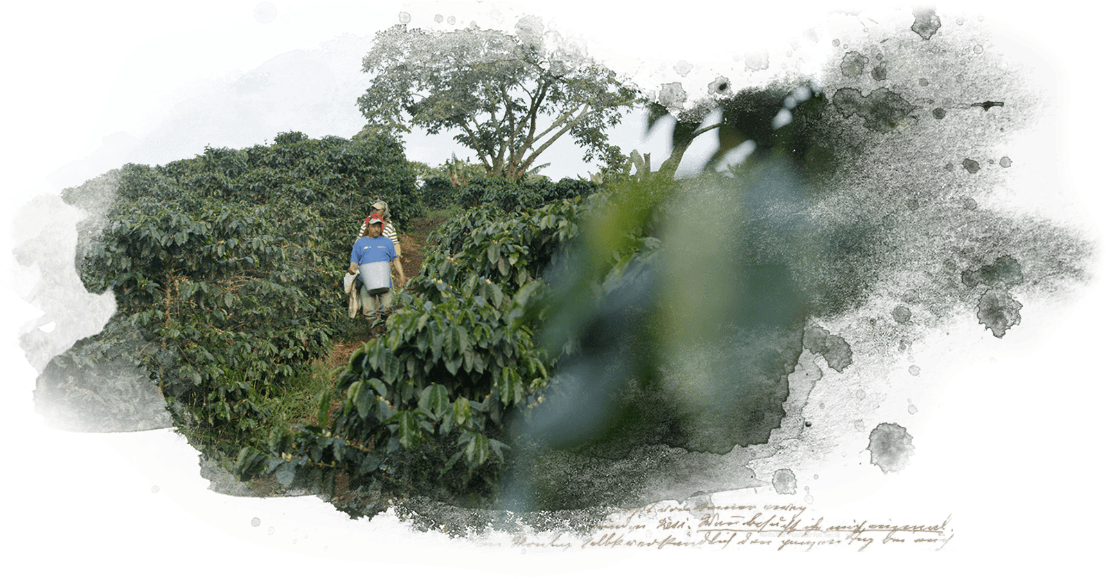 Discover Superbia Through The - Hedge (1600x845), Png Download