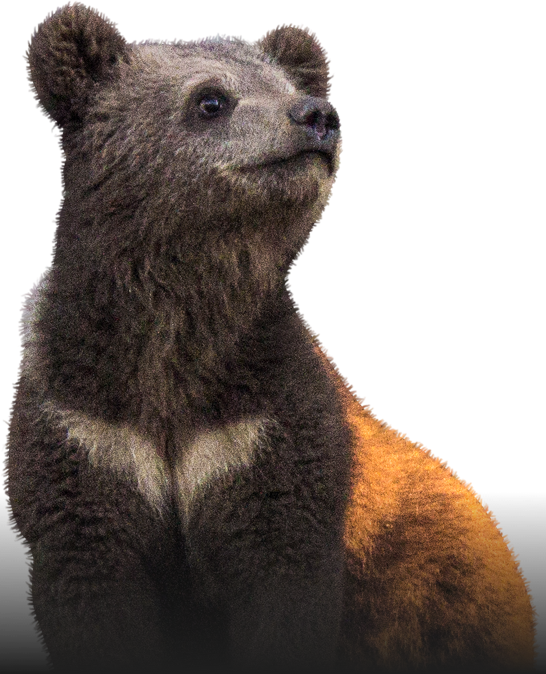 The Bear With An Unique Fate - Punxsutawney Phil (546x674), Png Download